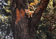 Orange tabby cat perched on a sturdy tree trunk in a sunlit park setting, looking outward to the left of the frame.