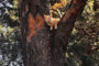Orange tabby cat perched on a sturdy tree trunk in a sunlit park setting, looking outward to the left of the frame.
