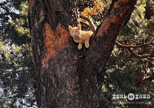 Orange tabby cat perched on a sturdy tree trunk in a sunlit park setting, looking outward to the left of the frame.