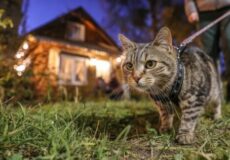 Curious tabby cat on a leash in a front yard at dusk, with a warmly lit house in the background.
