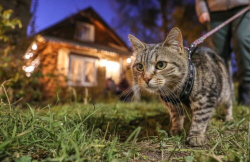 Curious tabby cat on a leash in a front yard at dusk, with a warmly lit house in the background.