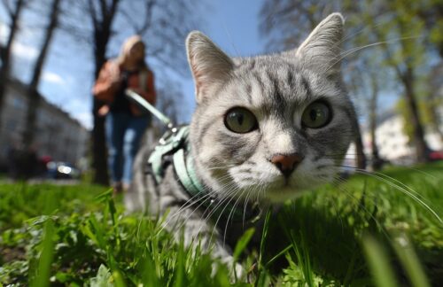 Close-up of a gray tabby cat wearing a harness on a sunny grassy lawn, with a person walking a leash in the blurred background.