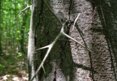 Close-up of a tree trunk with sharp, barbed branches or vines crossing the bark in a sunlit forest.