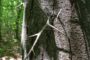 Close-up of a tree trunk with sharp, barbed branches or vines crossing the bark in a sunlit forest.