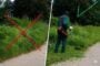 Split-image: left shows an incorrect gardening method marked with a red X; right shows a worker trimming grass along a sidewalk with a string trimmer.