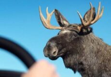 Moose standing close to a car with a driver gripping the steering wheel; blue sky in the background.