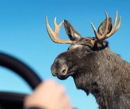 Moose standing close to a car with a driver gripping the steering wheel; blue sky in the background.