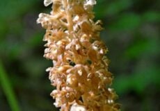Close-up of a tall brown flower spike with small curled blossoms, set against a blurred green garden background.