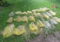 Rows of yellow mesh sacks tied with rope laid out on a grassy field outdoors, their contents not visible.