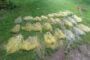 Rows of yellow mesh sacks tied with rope laid out on a grassy field outdoors, their contents not visible.