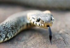Close-up of a snake's head with its forked tongue flicking out on a wooden surface.