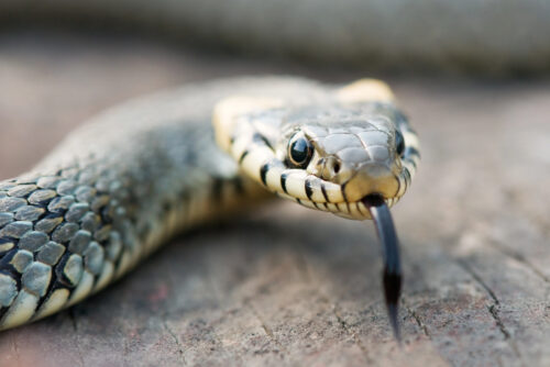 Close-up of a snake's head with its forked tongue flicking out on a wooden surface.