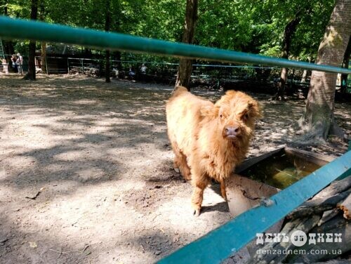 Shaggy brown pony behind a turquoise fence in a sunny park.