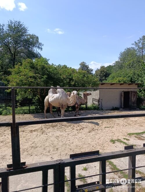 Two camels standing inside a fenced pen on a sunny day with trees and a small shelter in the background.