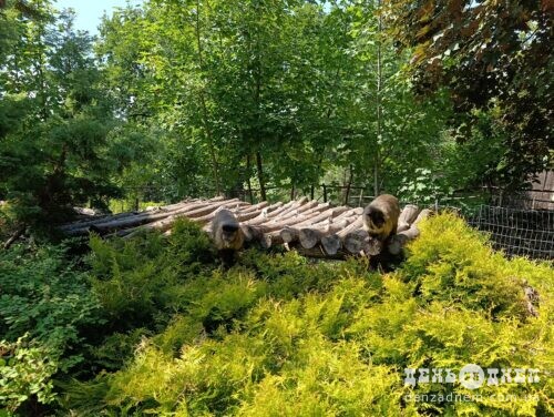 Two sloths perched on a wooden log bridge in a lush outdoor enclosure.