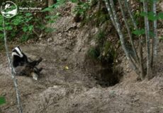 У нічному лісі Шепетівщини сталося дещо неймовірне: фотопастка все зафіксувала (Відео)