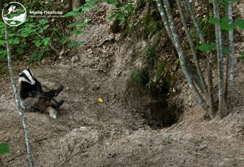 У нічному лісі Шепетівщини сталося дещо неймовірне: фотопастка все зафіксувала (Відео)