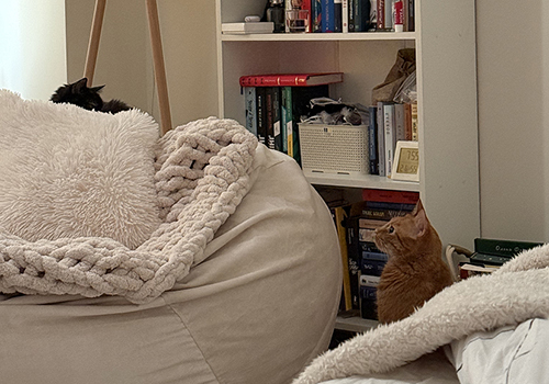 Orange cat sits on the floor beside a beige bean bag with a chunky white blanket, near a bookshelf.