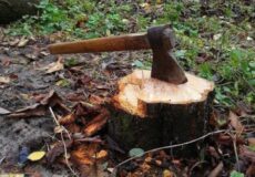 A rusty axe with a wooden handle embedded in a fresh tree stump outdoors among fallen leaves and undergrowth.