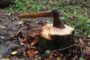 A rusty axe with a wooden handle embedded in a fresh tree stump outdoors among fallen leaves and undergrowth.