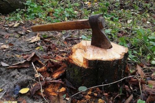 A rusty axe with a wooden handle embedded in a fresh tree stump outdoors among fallen leaves and undergrowth.