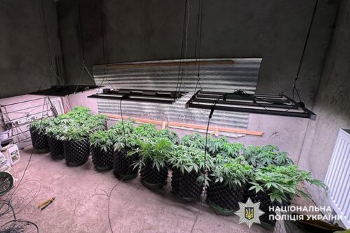 «Насіяв» конопель та й попався: на Хмельниччині викрили наркоаграрія з домашньою фермою (Відео)