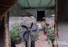 «Насіяв» конопель та й попався: на Хмельниччині викрили наркоаграрія з домашньою фермою (Відео)