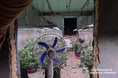 «Насіяв» конопель та й попався: на Хмельниччині викрили наркоаграрія з домашньою фермою (Відео)