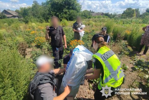 Насіяла жінка конопель і маку: на Хмельниччині викрили мініплантацію просто на городі