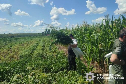 Насіяла жінка конопель і маку: на Хмельниччині викрили мініплантацію просто на городі
