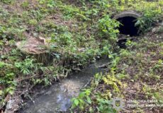Concrete culvert outlet on a grassy hillside, water flowing into a narrow woodland stream with dense green plants around it.