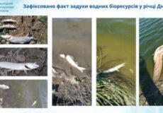 Колаж фото: мертві риби та забруднені береги річки Дністер, ілюструє факт забруднення водних біоресурсів.