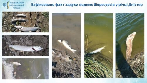 Колаж фото: мертві риби та забруднені береги річки Дністер, ілюструє факт забруднення водних біоресурсів.